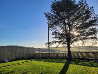 large tree sits under clear blue skies in the afternoon sun