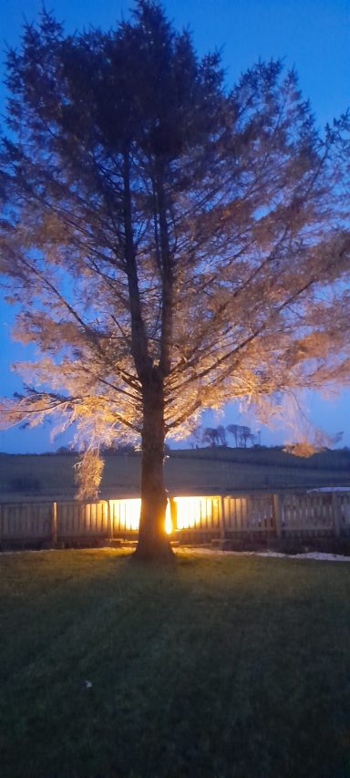 large tree is lit-up at night for ambience in the large private garden